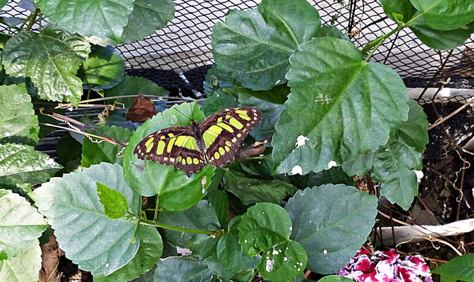 Schmetterlinge im Botanischen Garten Augsburg