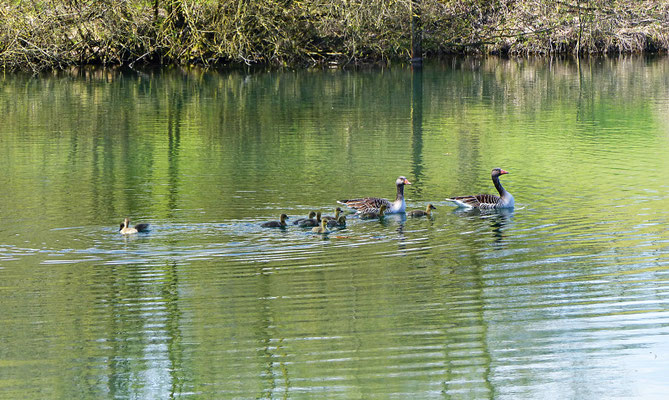 Herrliche Tierwelt