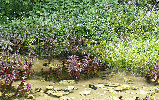 Pfefferminze in der Cetina