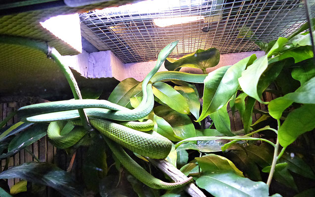 Die Schlangenwelt im Reptilienzoo