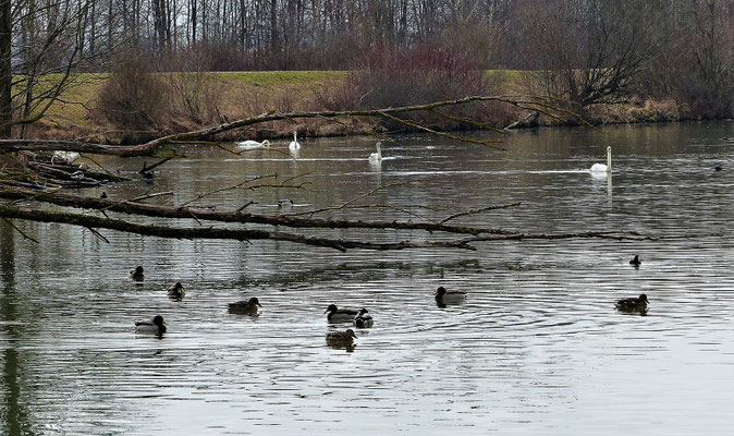 Natur beim Lech