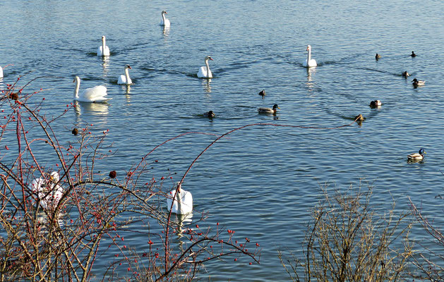 Beim Lech im Winter