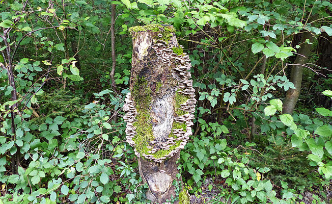 Der Baumwipfelpfad
