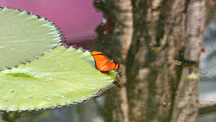 Schmetterlinge im Botanischen Garten Augsburg