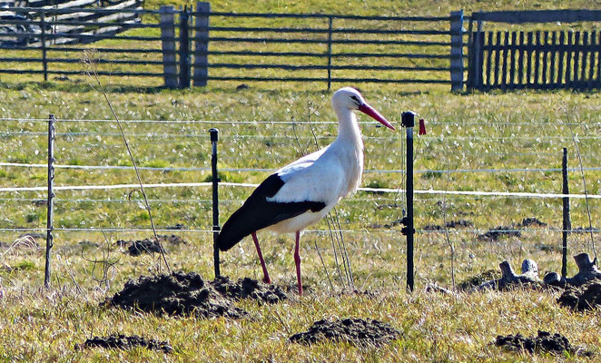Storch