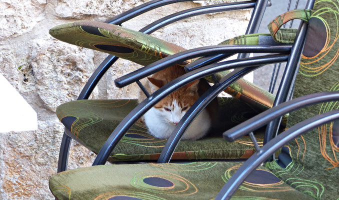 Katze in Ston
