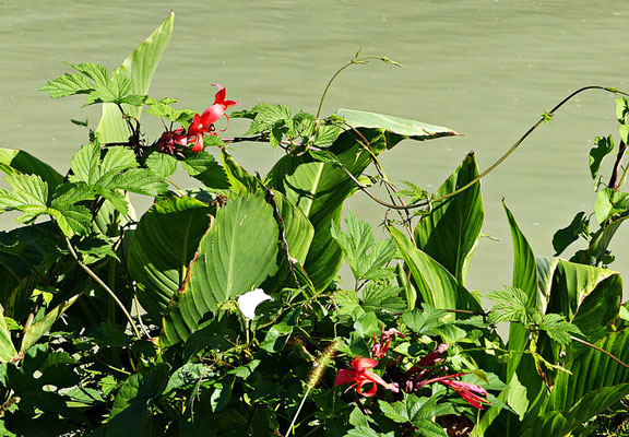 An der schönen Donau
