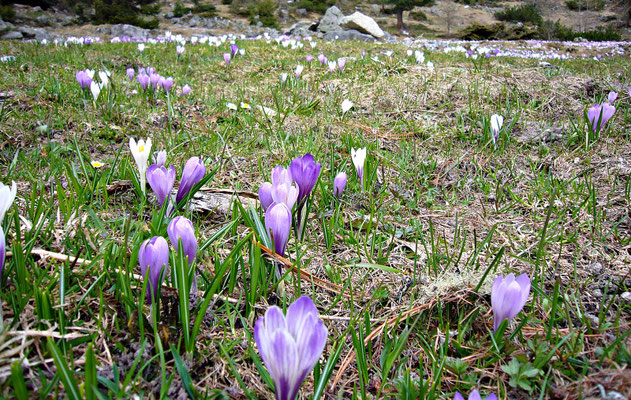 Kühtai im Frühling