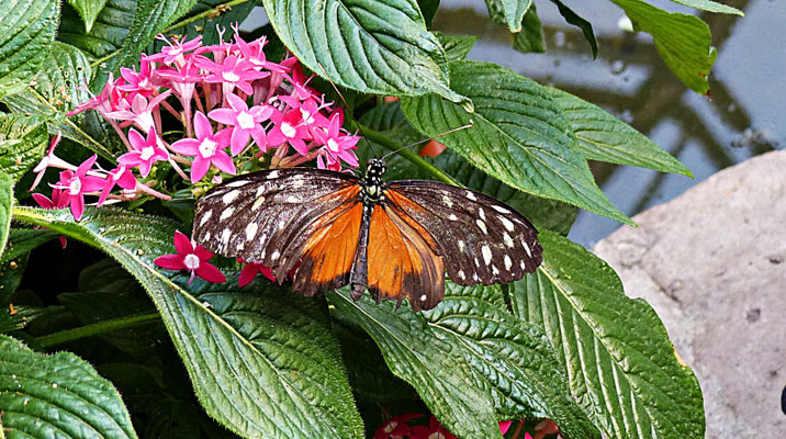 Schmetterlinge im Botanischen Garten Augsburg