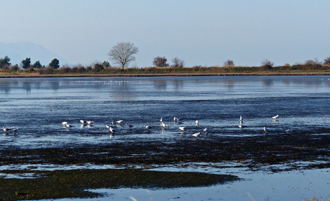 Tolle Tierwelt im Delta