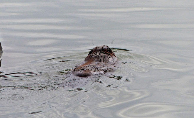 Der Biber schwimmt nach Hause