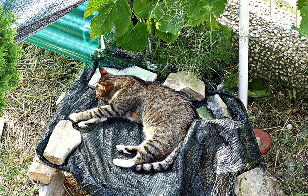 Die Hauskatze