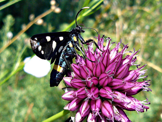 Ungewöhnlicher Schmetterling