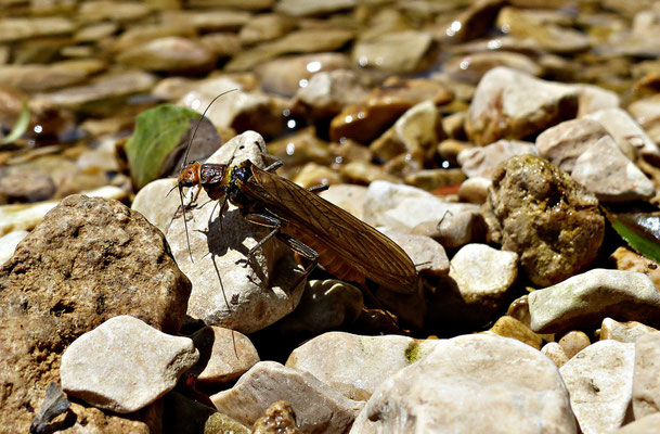 Käfer