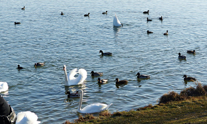 Beim Lech im Winter