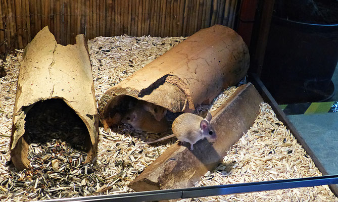 Der Reptilienzoo in Füssen