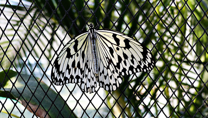 Schmetterlinge im Botanischen Garten Augsburg