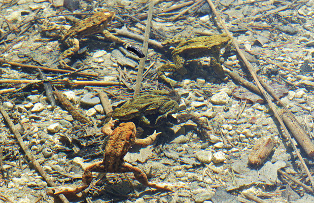 Kröten im See