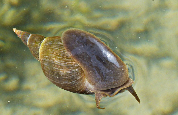 Schnecke