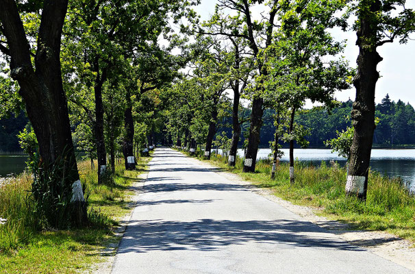 Meine liebste Allee