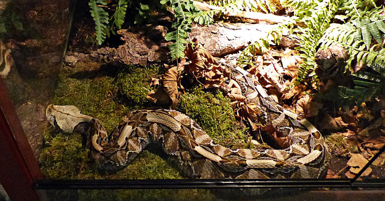 Die Schlangenwelt im Reptilienzoo
