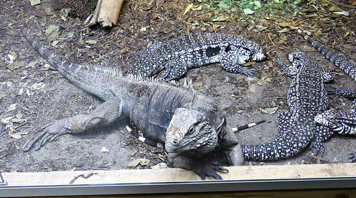 Der Reptilienzoo in Füssen