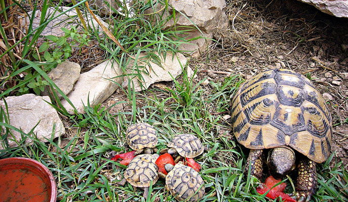 Schildkröte