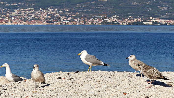 Auf der Insel Ciovo