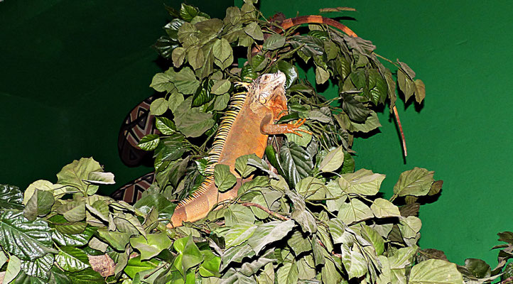 Der Reptilienzoo in Füssen