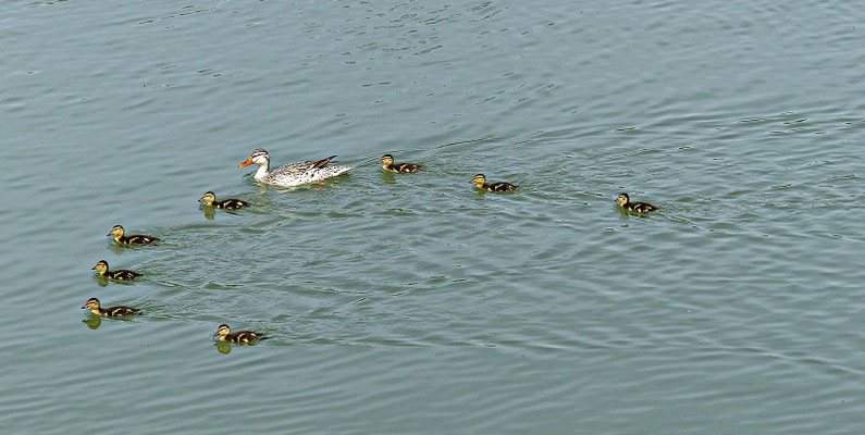 Herrliche Natur beim Lech