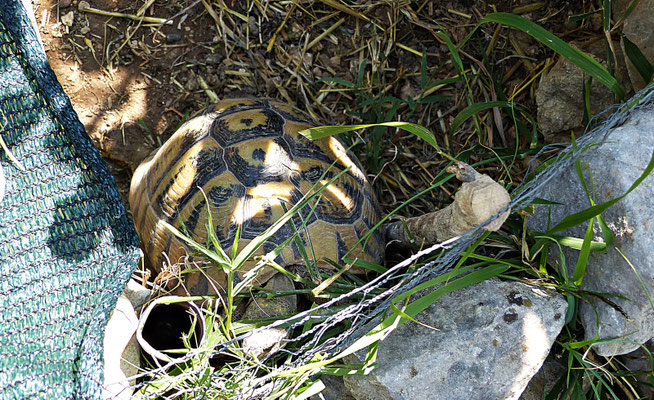 Schildkröte