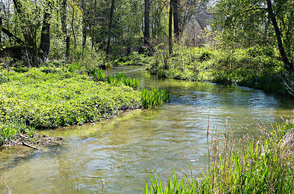 Der Galgenbach