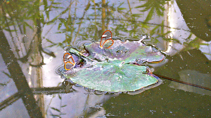 Schmetterlinge im Botanischen Garten Augsburg