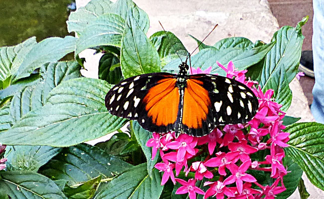 Schmetterlinge im Botanischen Garten Augsburg