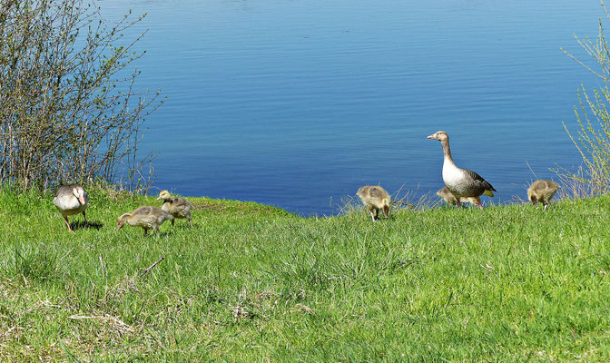 Herrliche Tierwelt