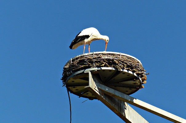 Der Storchenkran von Kirchheim