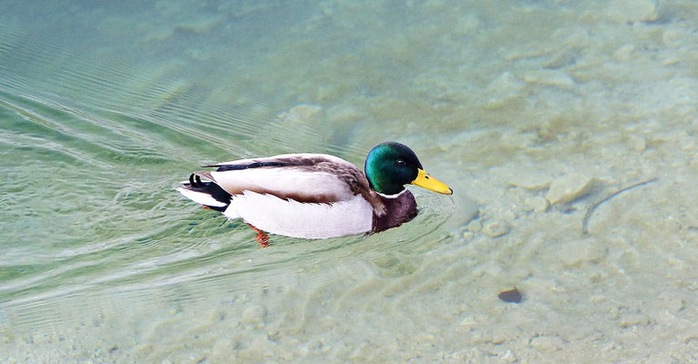 Beim Alpsee