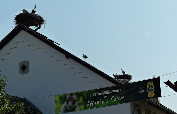 Der Affenberg von Salem
