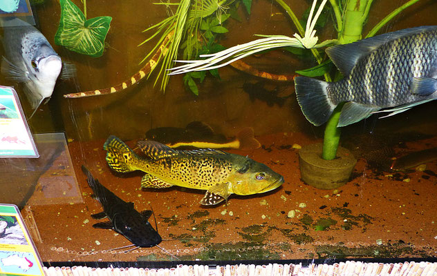 Der Reptilienzoo in Füssen