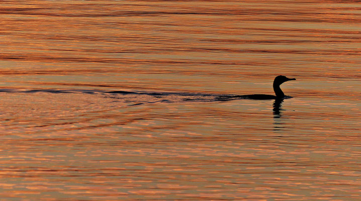 Kormoran im Sonnenuntergang