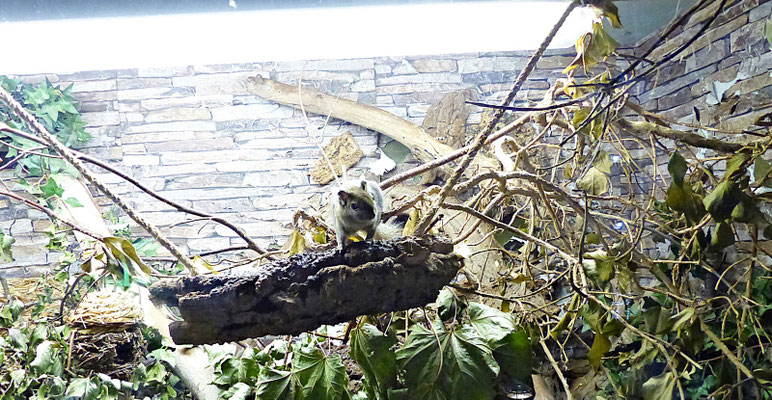 Der Reptilienzoo in Füssen