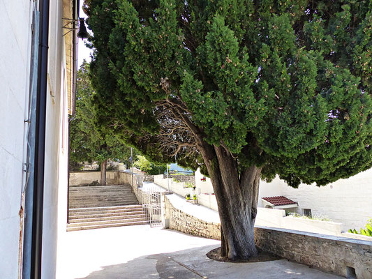 Rogoznica