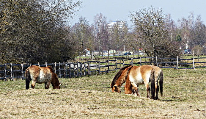 Przewalski-Pferde