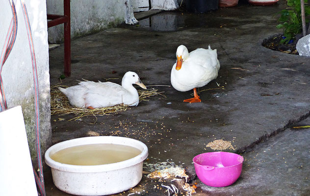 Gänse 