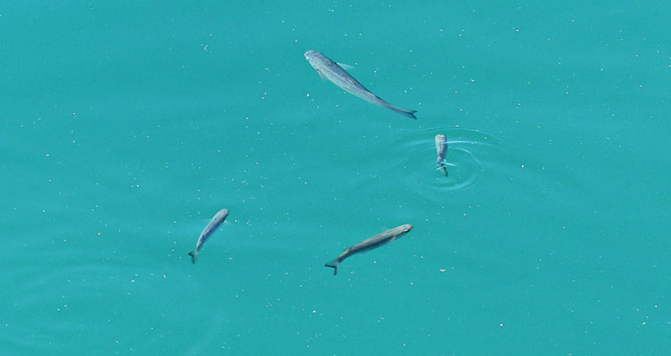 Fische in dem Hafenbecken