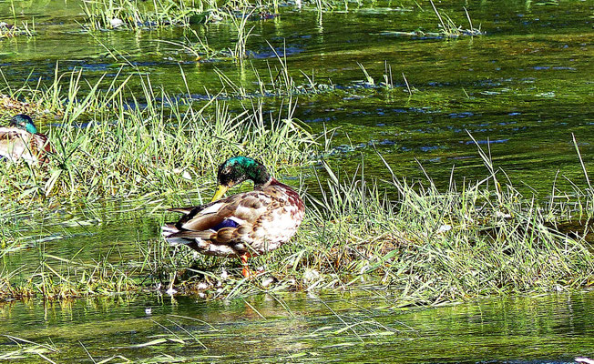 Ente