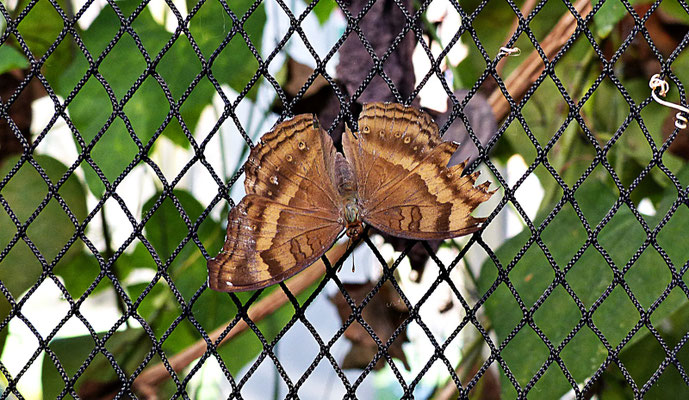 Schmetterlinge im Botanischen Garten Augsburg