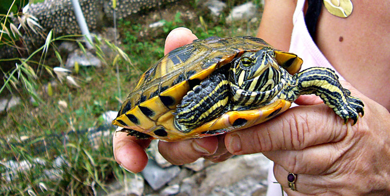 Wasserschildkröte 
