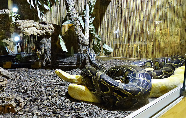 Die Schlangenwelt im Reptilienzoo