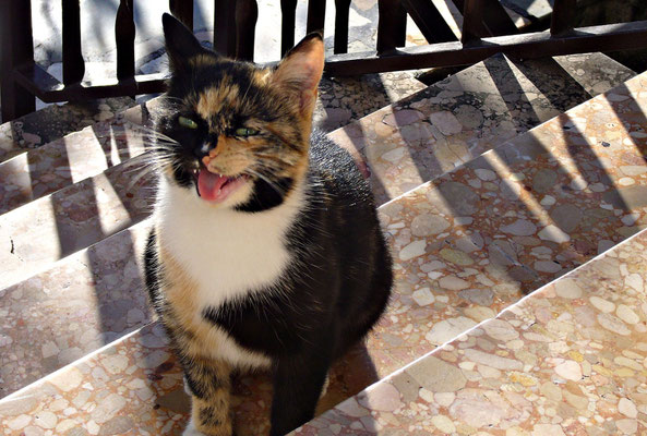 Katze in der Konoba Agava